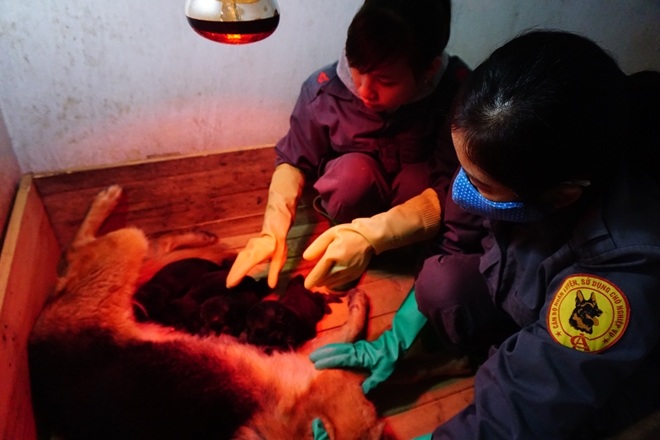 Chăm sóc cho chó con làm nguồn lực cho việc huấn luyện sau này.