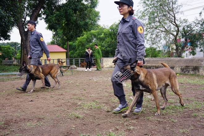 Nhọc nhằn nghề luyện Cảnh khuyển