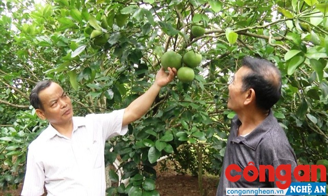 Cựu chiến binh tiên phong trên mặt trận giảm nghèo