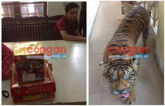 Thu giữ 1 bộ da hổ và 8,4 kg pháo