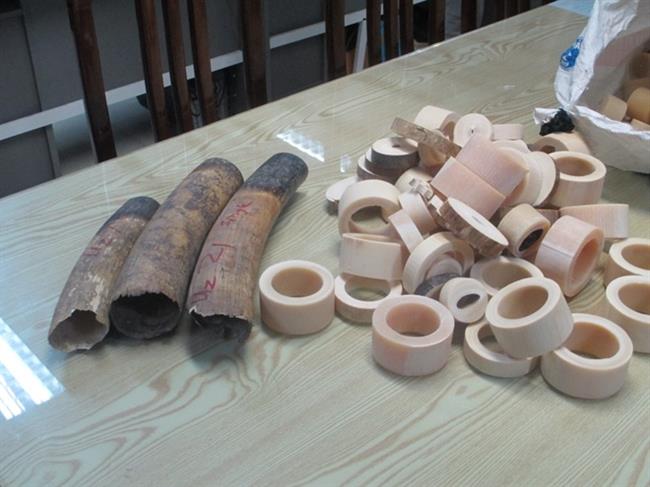 Các vật phẩm ngà voi bị thu giữ tại nhà các đối tượng.