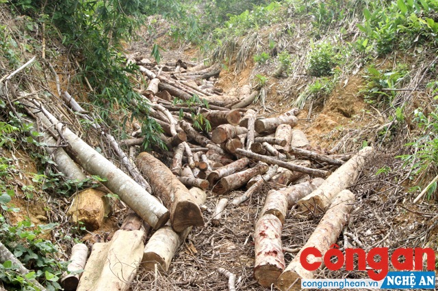 Nghệ An: Phá rừng quy mô lớn ở bản Cao Vều
