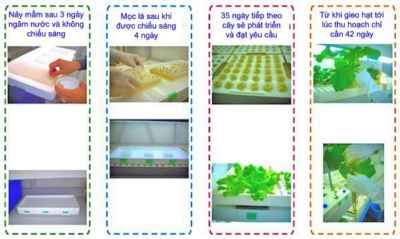 Công nghệ mới trồng rau chỉ 42 ngày là thu hoạch