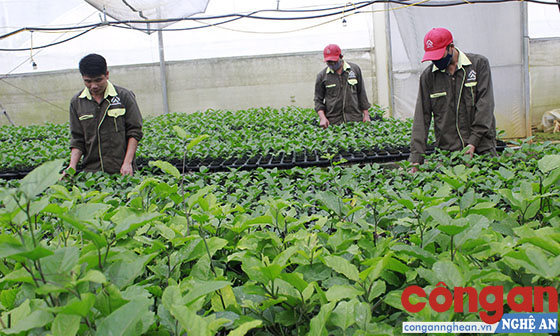 Nhiều ứng dụng công nghệ cao được áp dụng trong sản xuất nông nghiệp sạch