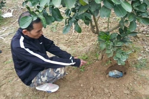 Đồng bọn của Luyện ở Thái Nguyên khi nghe tin Luyện bị công an bắt giữ, đã vội vàng giấu ma túy dưới gốc cây bưởi