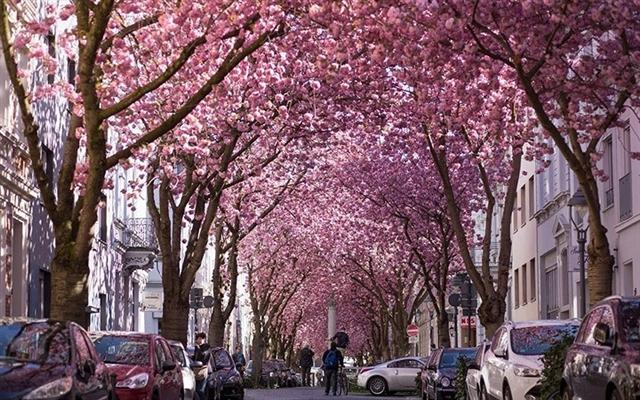 Con đường hoa tại Bonn, Đức
