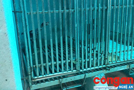 Thực hư việc nuôi nhốt gấu trái phép tại huyện Quỳnh Lưu
