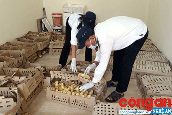 Trạm Chăn nuôi và Thú y huyện Diễn Châu kiểm tra số gia cầm không rõ nguồn gốc