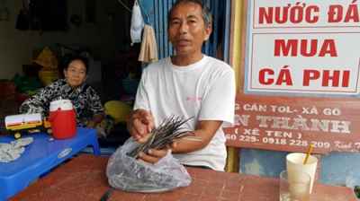 Lạ lùng chuyện thương lái thu mua cá lìm kìm gai