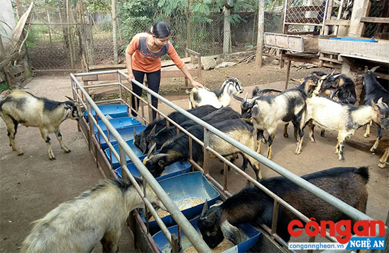 Bước chuyển qua 5 năm thực hiện tái cơ cấu ngành nông nghiệp