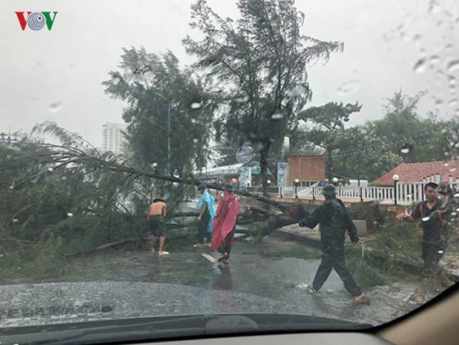 Nhiều cây xanh bị quật gió lốc ngã.