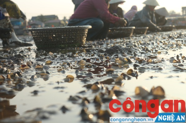 Để thu dọn ngao chết, gia đình anh phải bỏ ra hơn 300 triệu đồng để thuê nhân công thu dọn trong vòng 1 tháng