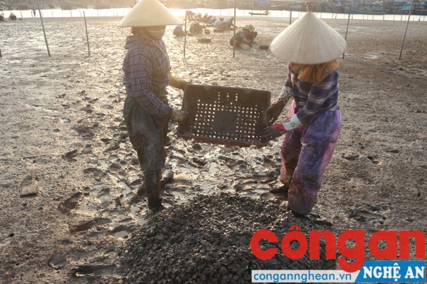 Người dân thu dọn số ngao chết để chuẩn bị nuôi trồng mới