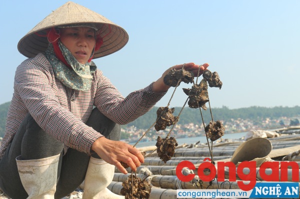 Còn người dân nuôi hàu thì nỗi lo giờ đây không biết lấy đâu để trả tiền lãi ngân hàng