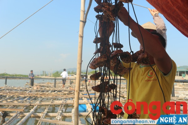 Nhiều người dân vẫn tiếp tục nuôi mới nhằm 