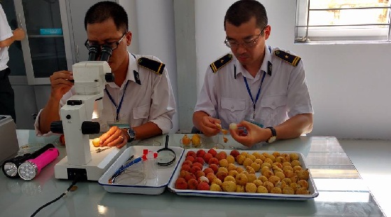 Kiểm định vải thiều trước khi xuất khẩu - Ảnh: VGP/Đỗ Hương