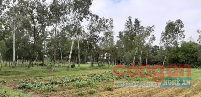 Khuất tất trong việc cấp đất ở cho người dân