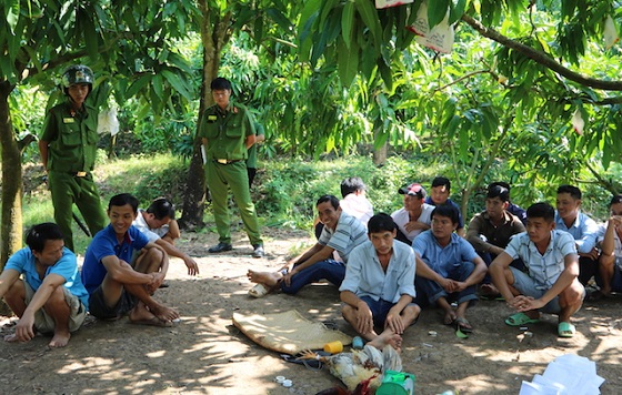 Vây bắt trường gà trong vườn xoài