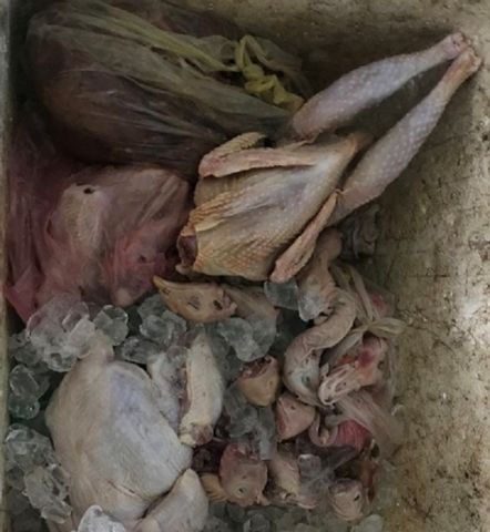Thịt gà đã bắt đầu phân hủy
