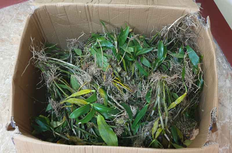 Quả thuốc phiện tươi được nguỵ trang bằng cách phủ cây phong lan phía trên