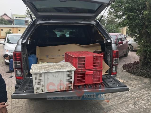 Xe ôtô bán tải BKS 37C-258.60 dùng để vận chuyển trái phép số động vật hoang dã 