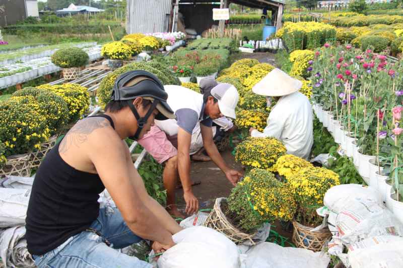 Thương lái săn mua, cúc mâm xôi đạt mức giá cao chưa từng có