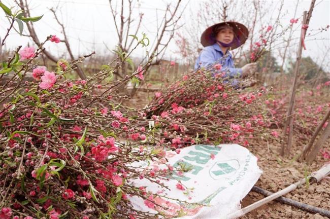 Thời tiết dịp Tết Nguyên đán