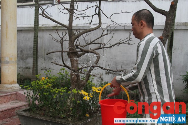 Chăm sóc vườn hoa, cây cảnh để đón Tết
