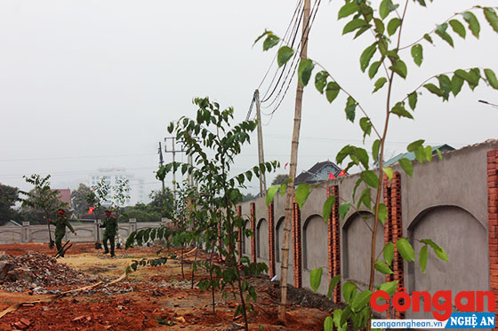 Cây sao đen được CBCS đơn vị trồng bao quanh tường rào bê tông tạo nên khuôn viên đẹp.