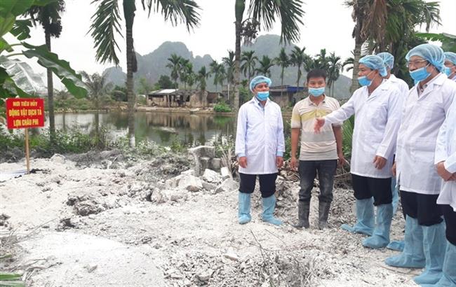 Bộ trưởng đốc thúc chống dịch tả lợn châu Phi