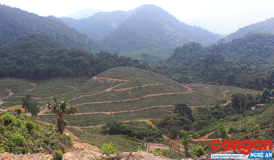 Một khoảnh rừng bị cạo trọc