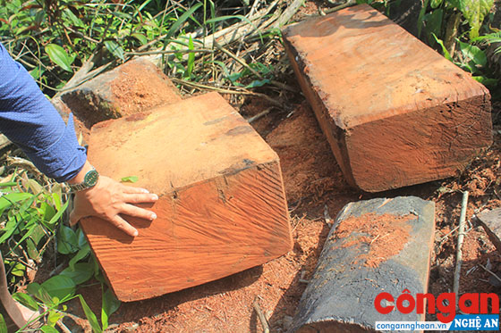 Các hộp gỗ lim chưa kịp chuyển đi tại hiện trường