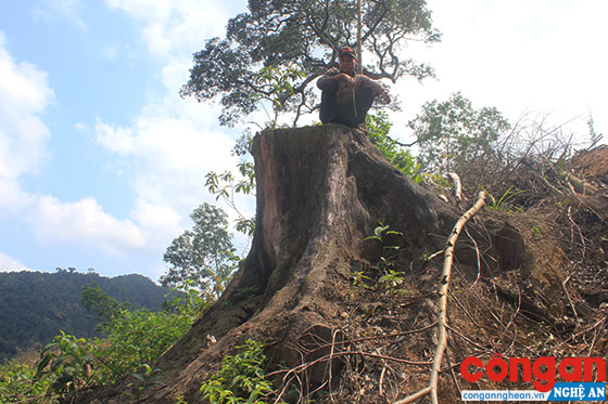 Gốc Lim cổ thụ đã bị đốn hạ