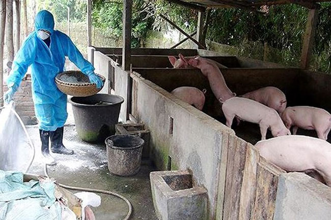 Nghệ An tập trung khoanh vùng, dập dịch tả lợn Châu Phi