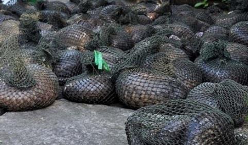 Tuyệt diệt tê tê vì lòng tham của con người