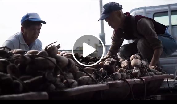 Thích thú nghề trồng và thu hoạch củ sen ở Nhật Bản