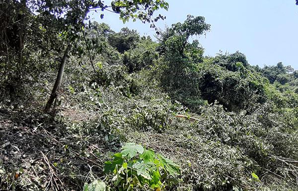 Bất lực nhìn đất rừng của mình bị xâm lấn