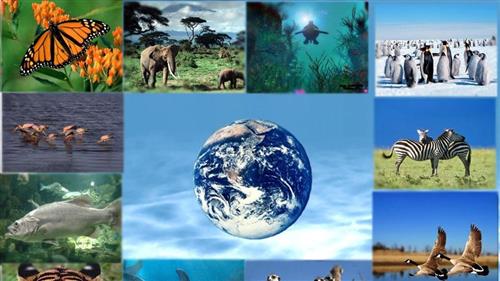 Báo động 'đỏ' nguy cơ mất đa dạng sinh học
