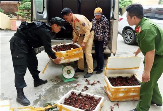 Bắt giữ gần 50kg tôm hùm đất nhập lậu