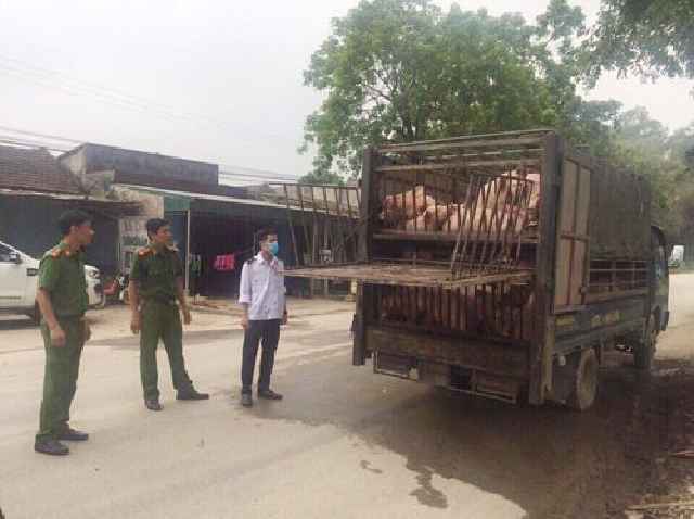 Ô tô tải chở lợn không có giấy chứng nhận kiểm dịch