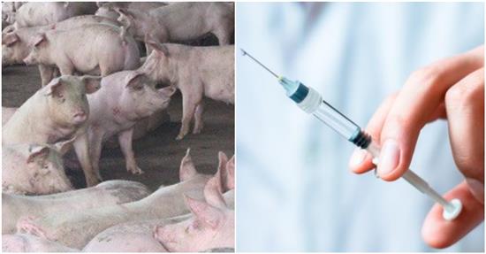 Việt Nam sản xuất thành công vaccine phòng dịch tả lợn châu Phi