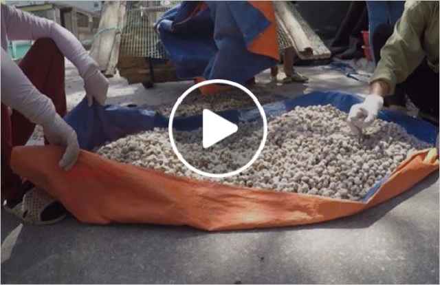 Hoảng hốt khi thấy sản xuất ô mai như thức ăn gia súc
