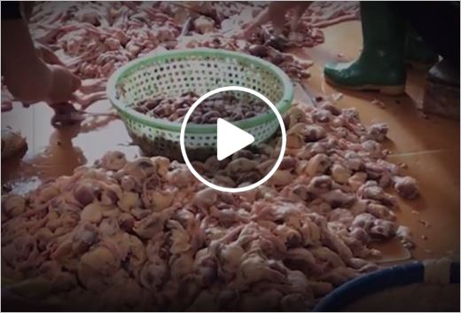 Ghê rợn với xúc xích làm từ mỡ lợn, mề gà