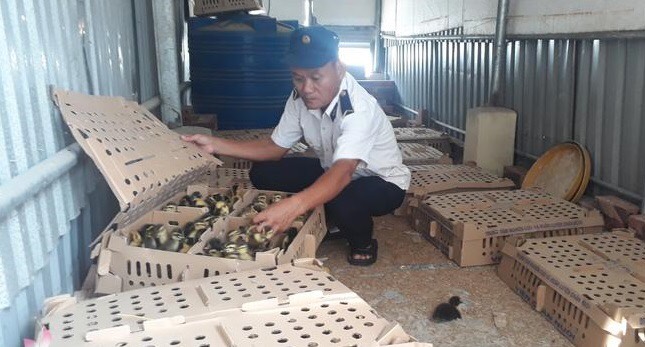 Phát hiện 1.200 con gia cầm không có giấy kiểm dịch