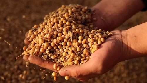 Trung Quốc ngừng mua nông sản Mỹ (Ảnh minh họa: Reuters)