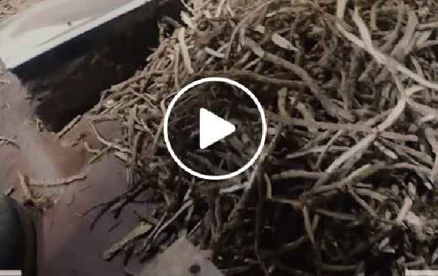 Kẻ giết người thầm lặng mang tên... thuốc bắc