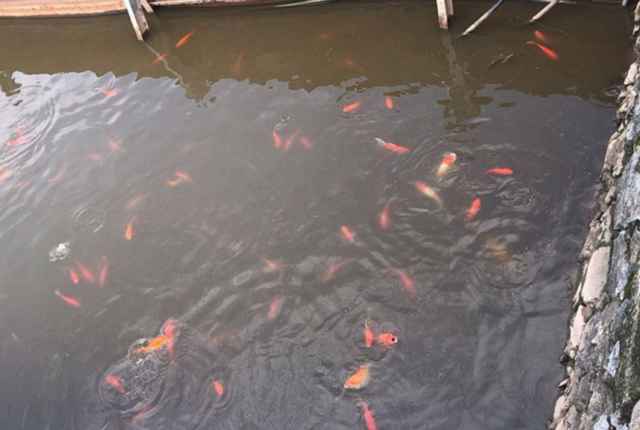 Cá Koi Nhật tung tăng bơi ở hồ Tây, trái ngược cá chết bên ngoài