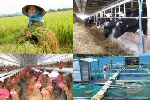 Xác nhận dịch để thực hiện chính sách hỗ trợ bảo hiểm nông nghiệp