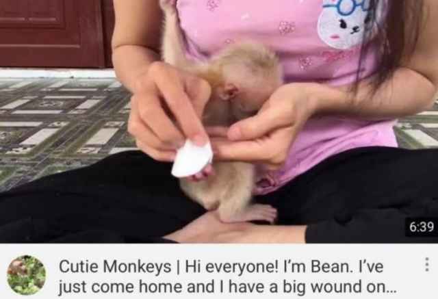 Nuôi nhốt 5 con khỉ trái phép lại còn đăng clip khoe trên YouTube