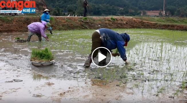 Nghệ An hoàn thành gieo cấy 90.000 ha lúa vụ Xuân